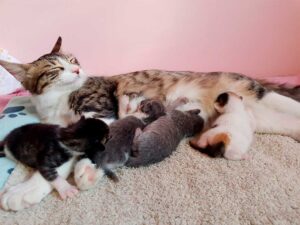 Curiosidades de la genética felina: camadas con distintos padres y qué revela el color del pelaje