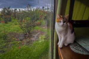 Especialista U. de Chile explica qué necesitan los gatos indoor para vivir mejor